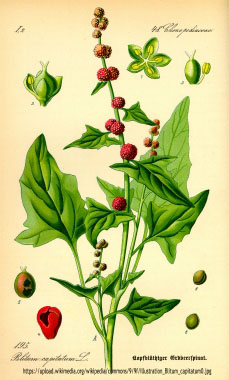 Chenopodium capitatum